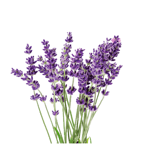 Lavendar